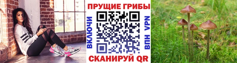 Галлюциногенные грибы ЛСД  Купить закладки  Торопец 